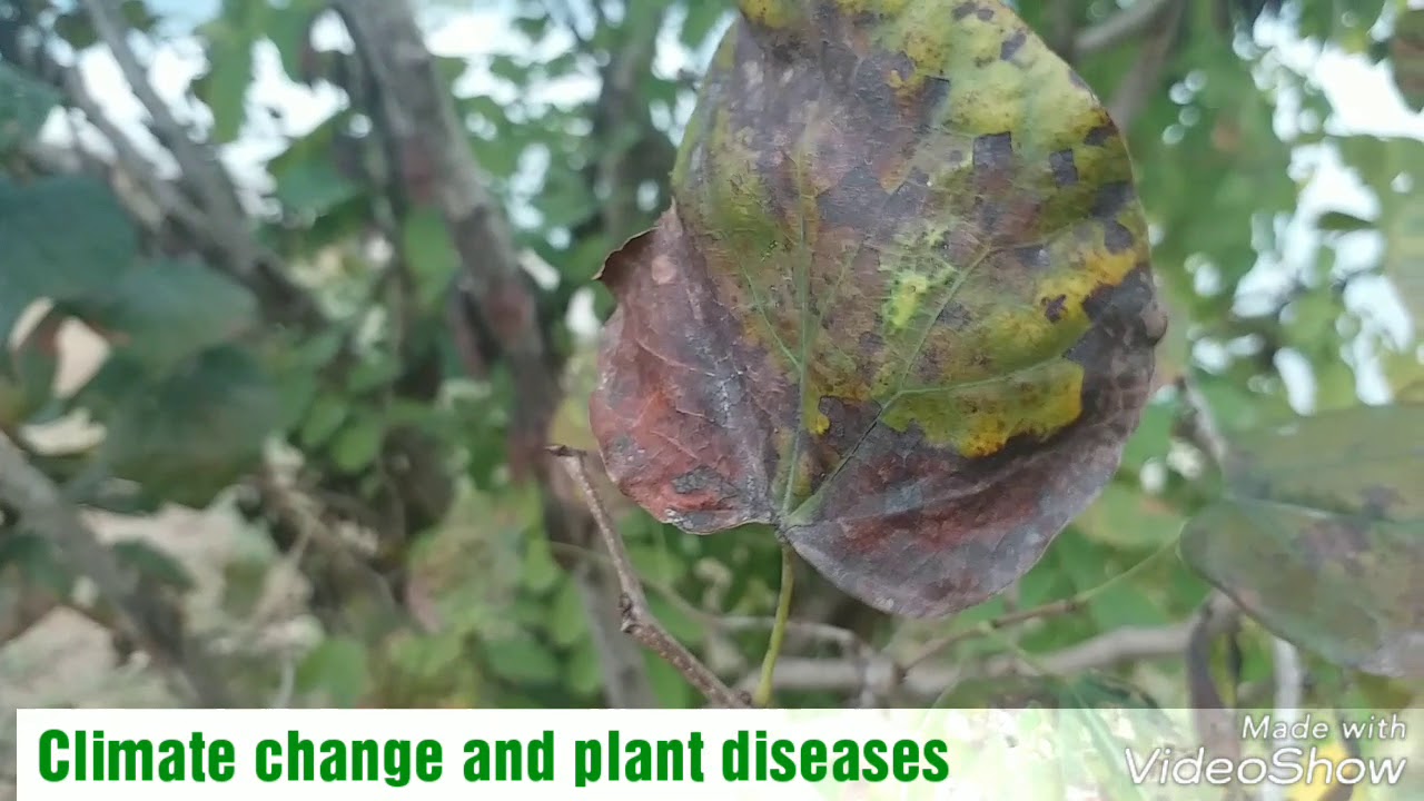 Climate Change and plant diseases