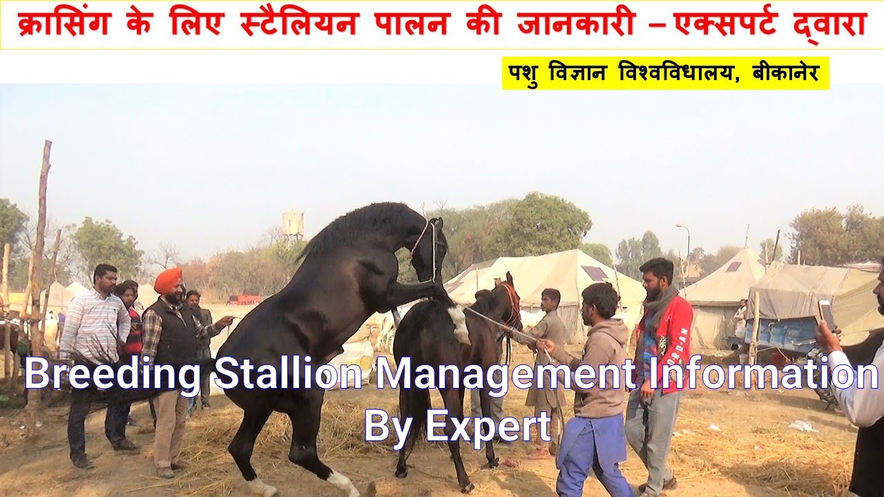 How To Mate Horse Breeding Procedure Informative Video On, 56 OFF