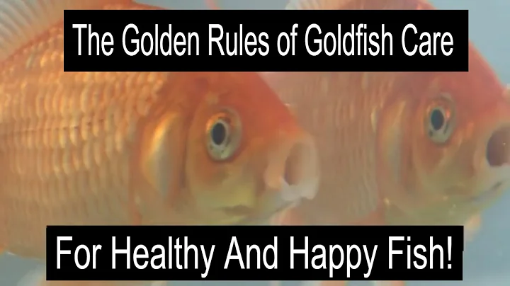 Goldfish 101: Strange Behavior And The Ultimate Guide to Keeping Them Happy at Home