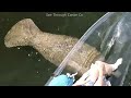 Very Curious Manatees Looking at the Clear Boat Near Shell Key Preserve in Tierra Verde