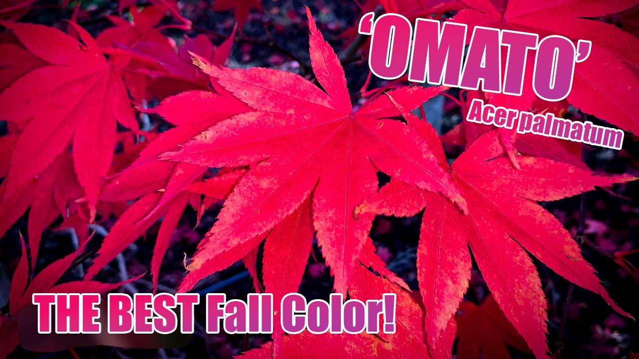 acer-palmatum-omato-a-stunning-japanese-maple-for-every-garden
