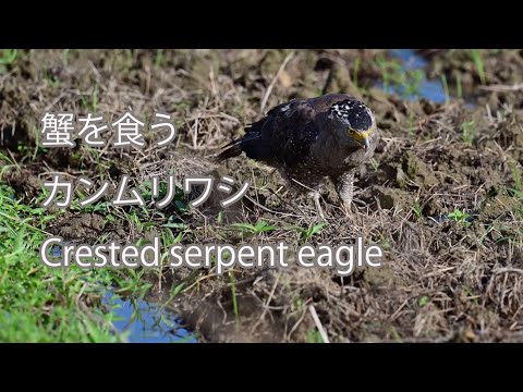 【蟹を食う】カンムリワシ Crested serpent eagle