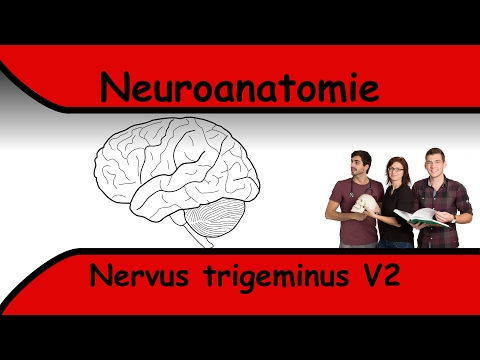Video: Nerven - Behandlung Des Trigeminus Mit Volksheilmitteln Und Methoden / Neuralgie