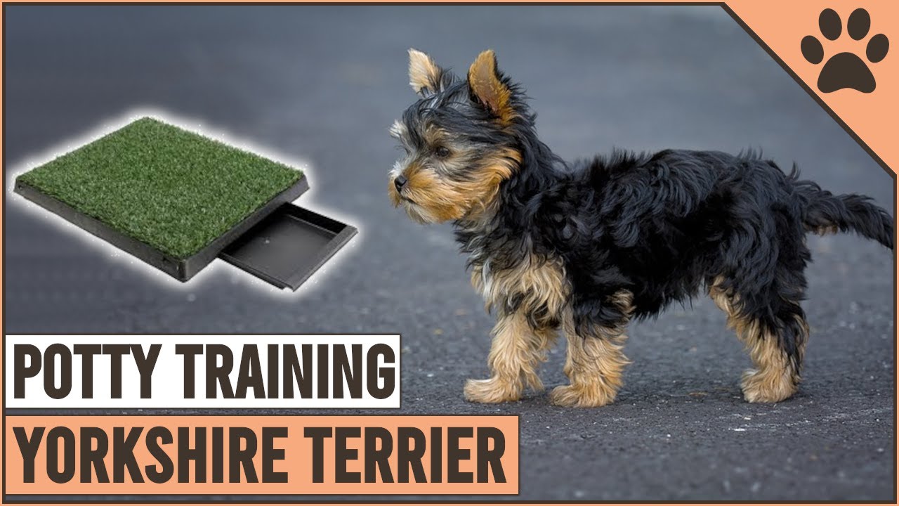 how hard is it to potty train a yorkie?
