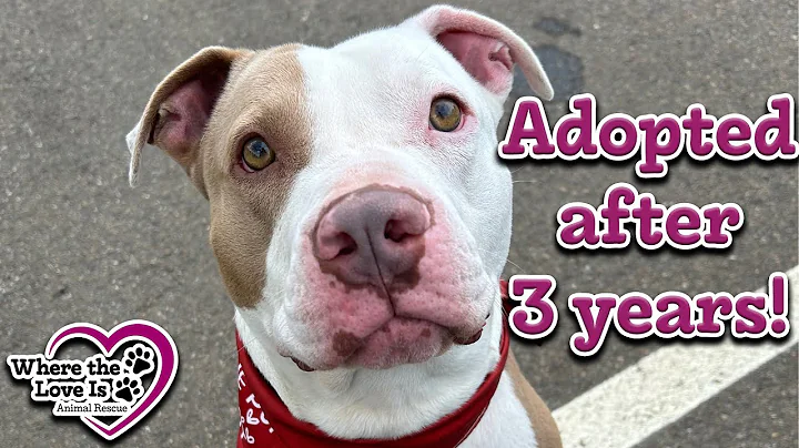 Adopted after almost 3 YEARS! | #pitbull #pitbulldog #dog #rescuedog #adoptdontshop
