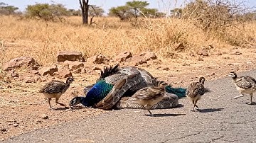 Rescue Animals Global -Animal Rescue: Brave Baby Peacocks Save Mother Peacock From Python Attack