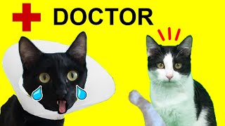 Gatos Luna y Estrella hay un gato en el veterinario / Lola se va de casa CAP 8 / Videos de gatitos