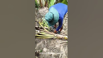 Câu cá lóc - nhấp cá lóc bằng vịt/Snakehead fishing with ducks
