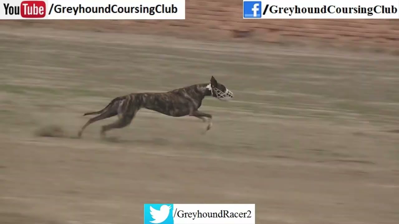The Origins of Dog Racing in the 55 Club