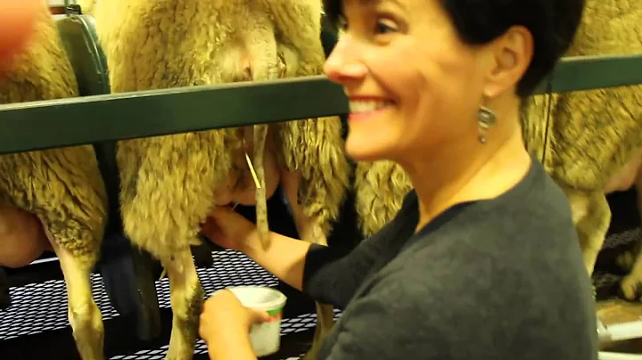 Theresa Albert Milking Sheep
