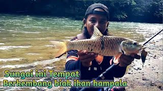 Seru Mancing langsung di sarang ikan hampala