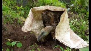 Endangered Long-Billed vulture rescued by forest department | Eco Echo Foundation | Maharashtra
