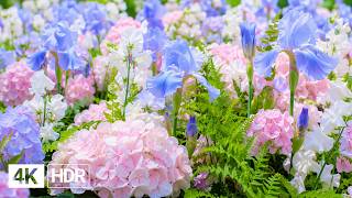 🌸 Beautiful Flowers in 4K | Nature's Finest Blooming Moments screenshot 1