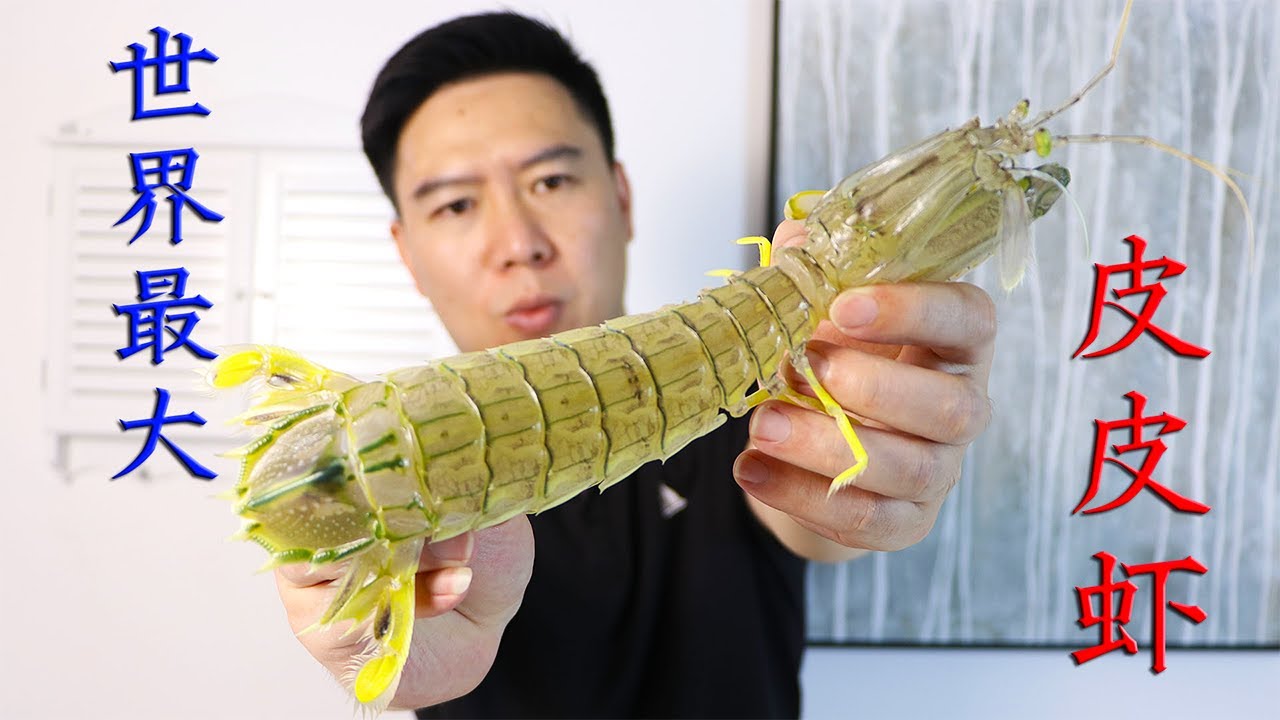 试吃世界上最大的皮皮虾 一口50元 肉质饱满鲜甜 连壳都一起吃 小文哥吃吃吃 Youtube 试吃世界上最大的皮皮虾 一口50元 肉质饱满鲜甜 连壳都一起吃 小文哥吃吃吃 Youtube