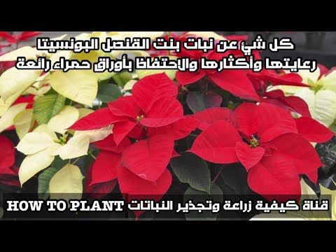 فيديو: زراعة نباتات الأوراق الحمراء - تعرف على النباتات ذات الأوراق الحمراء