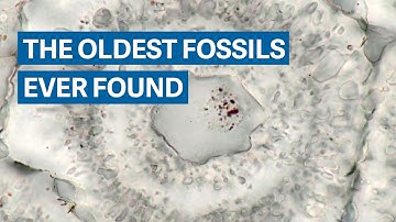 Scientists just discovered the oldest fossils ever found