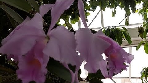 nyob zoo os kuv tus hlub wb mus  saib tsiaj nawb