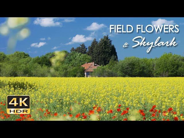 4K HDR Field Flowers & Skylark - Birdsong & Poppies - Birds Chirping - Relaxing Spring Nature Video class=