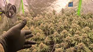 This tent is exploding with tricomes!!!! something u have to see justa stunner! Week 7 flower update