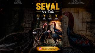 🔥 SEVAL FOR SALES 🔥Top quality gamefowl available 🐓✔️ Pure Breed✔️ Strong &amp; Active✔️