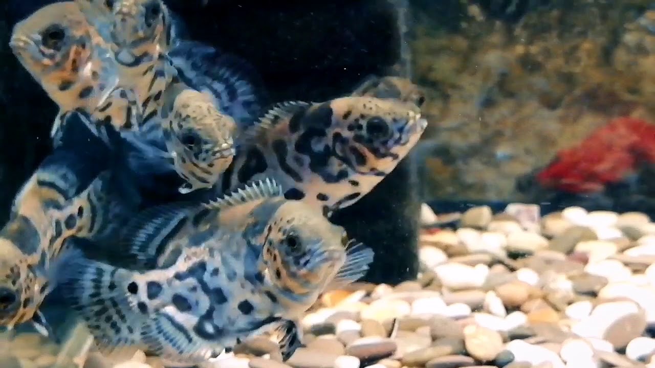 Астронотус ореховый, зоомагазин Весёлый попугай - YouTube