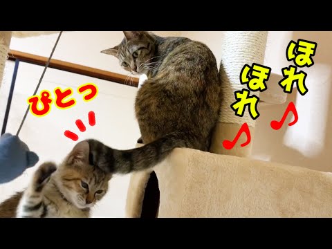 用心深い先住猫もついに子猫と♥ Rim have really gotten to know kitten much better.
