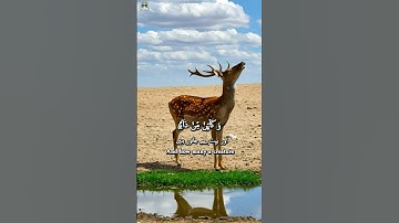 Surah Al-Ankabut (29:59.60) | سورة العنكبوت