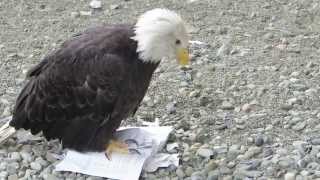 Eagle Education 101