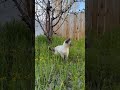 Milo in the grass. Car noise spooked him.