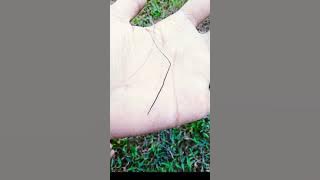 cara aktifin bulu perindu paling mudah bagi pemula