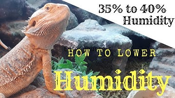 How To Lower Humidity In A BEARDED DRAGON Enclosure