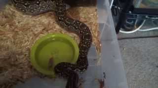 Reptile Collection Update 6/7/2015