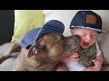 Pit Bull Protecting Babies and Kids Compilation