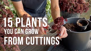 15 Perennials & Plants to Propagate from Cuttings in the Fall | Perennial Garden