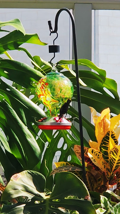 shine colibri