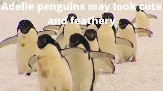 All About Adelie penguins birds by Project Nature 32 views 2 years ago 1 minute, 15 seconds