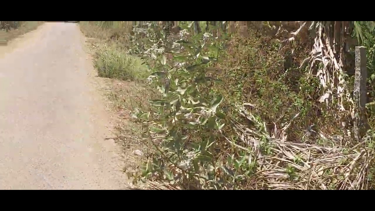 4 Acres coconut farm land sale near mysore gaddige 36 km from mysore 45 lakhs