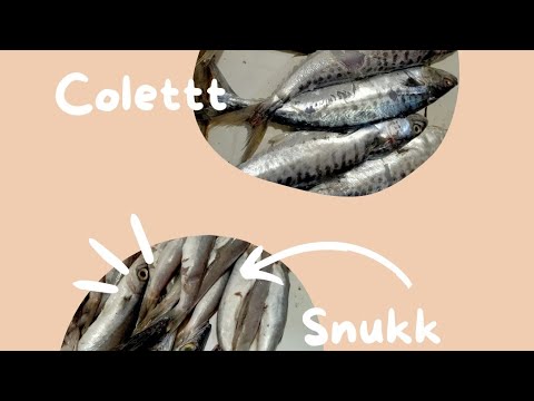 Bahan Siomay Selain Ikan Tenggiri