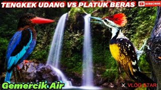 MASTERING MURAI BATU. PLATUK BERAS TENGKEK UDANG   RELAKSASI GEMERCIK AIR