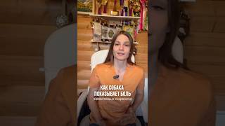 Как собака показывает боль #интересныефакты  #животные #собака