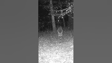 BUCK GOES CRAZY MAKING SCRAPE! #short #shorts #shortsfeed #youtubeshorts