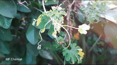 Color grading smartphone and best cinematic color grading