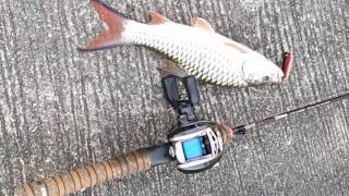 Ultra Light Fish Games In Chao Phraya river screenshot 3