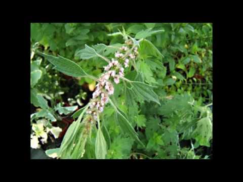 Vidéo: Qu'est-ce que l'agripaume - Comment prendre soin des plantes d'agripaume