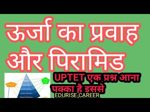 वीडियो: ऊर्जा प्रवाह को मापने के लिए पिरामिड एक प्रभावी मॉडल क्यों है?