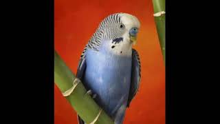 Instrument Haro Hara