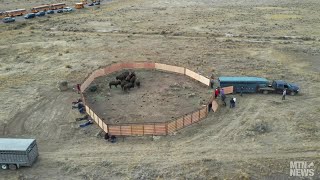 Aerial View: Bison Return To Rocky Boy's Reservation