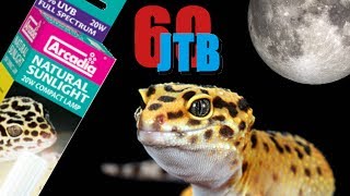 Do Crepuscular Reptiles Need Uvb? Jtb 60