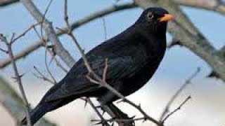 #Blackbird  karatavuk nedir Resimi