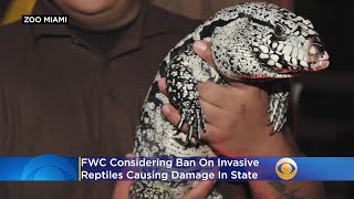 FWC Considering Ban On Pythons, Tegu Lizards & Other Invasive Reptiles Causing Damage In State